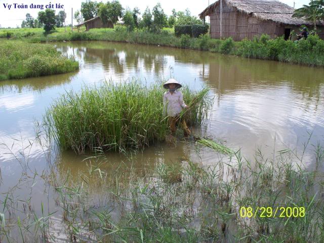 Nguyen Van Toan